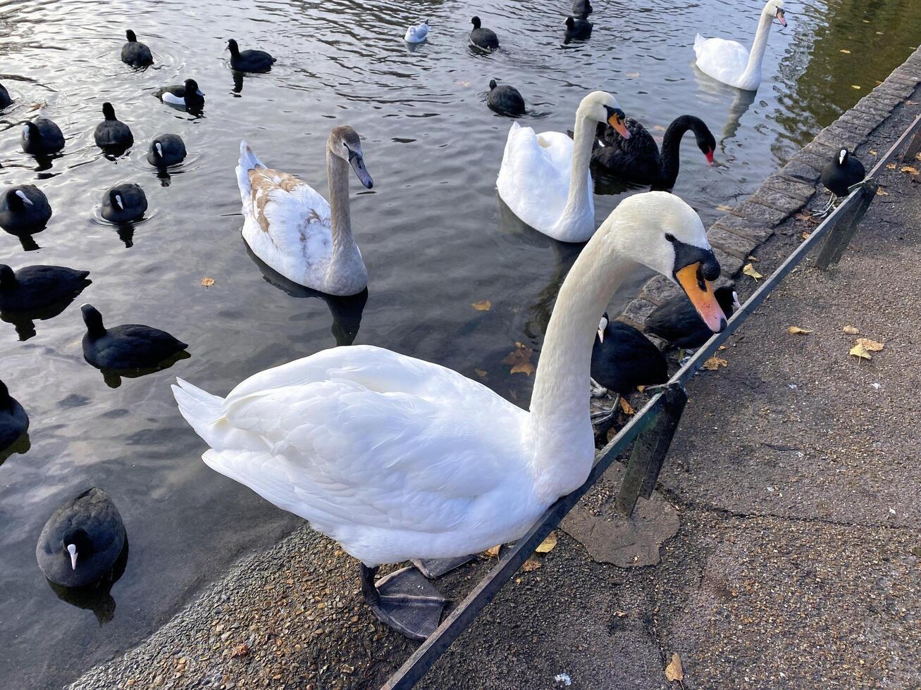 A view of a Mute Swan in London photo