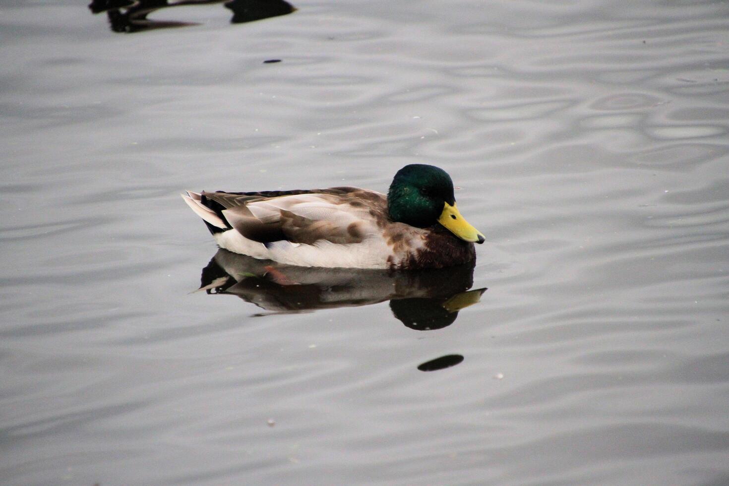 A view of a Mallard Duck photo
