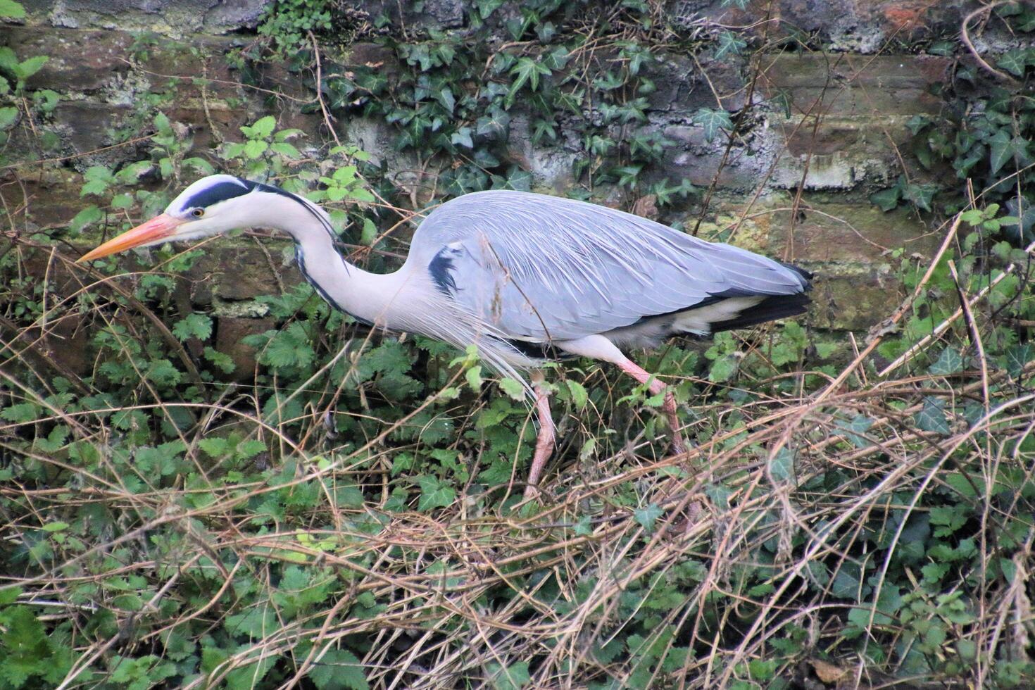 A close up of a Grey Heron photo