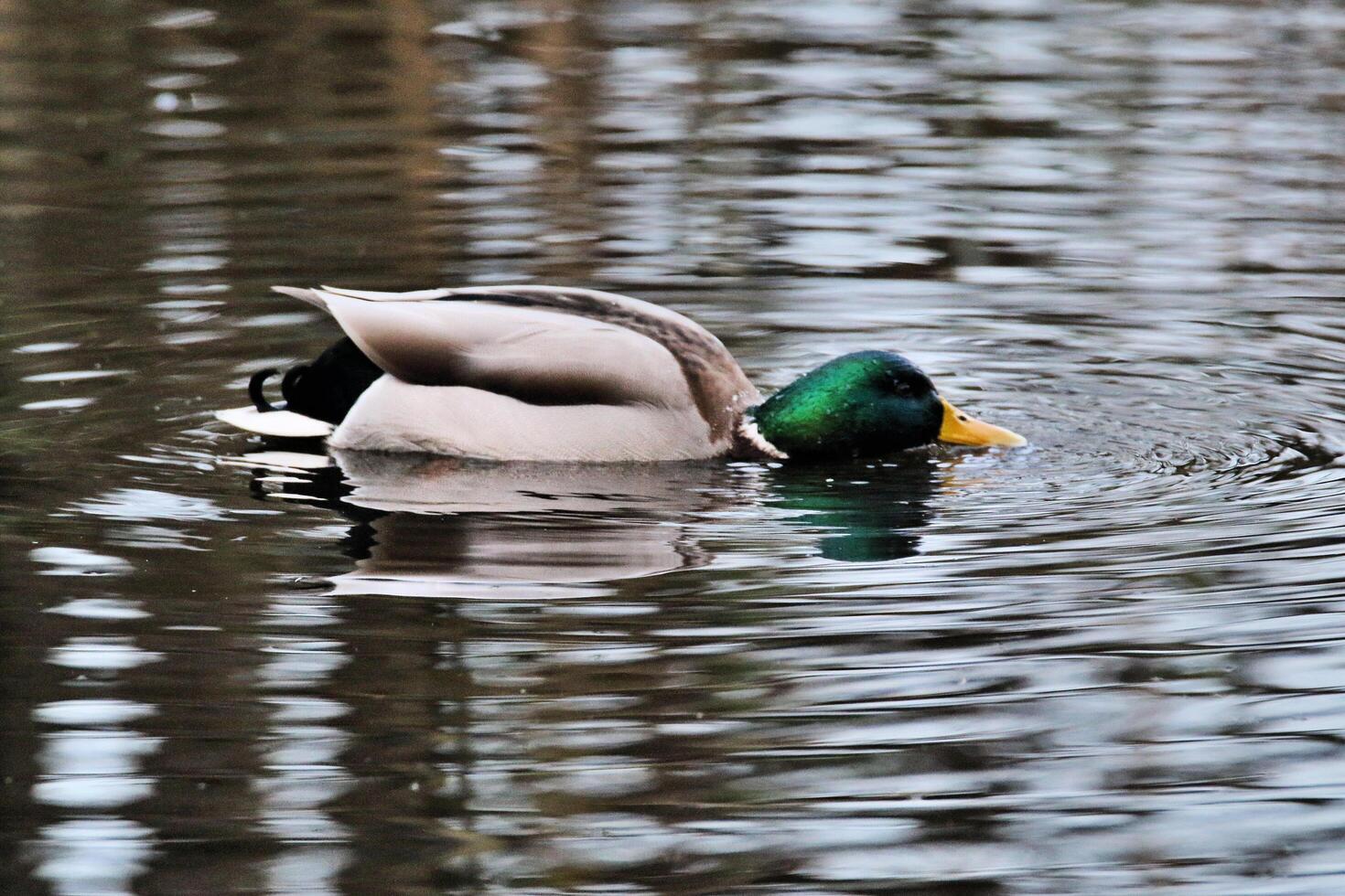 A view of a Mallard Duck photo