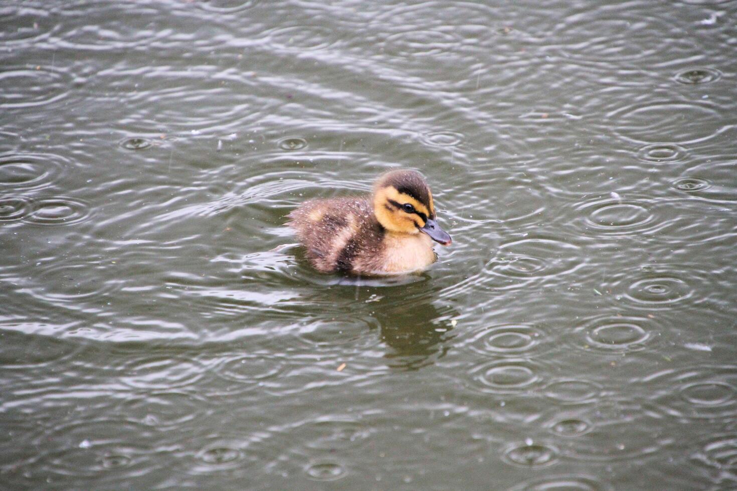 A close up of a Duck photo