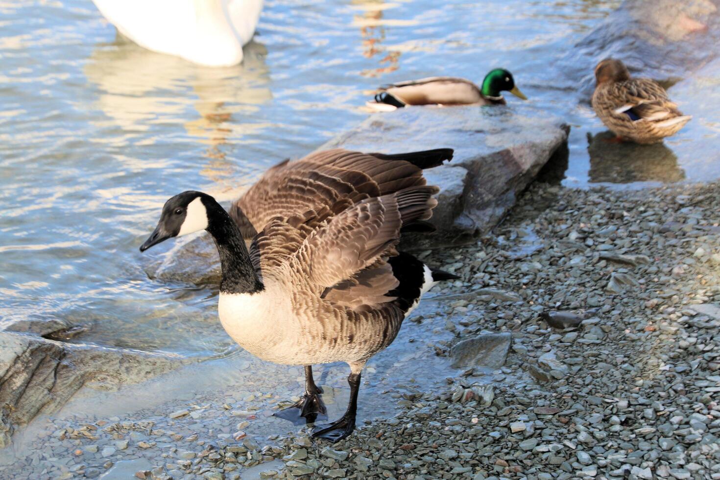 A close up of a Canada Goose photo