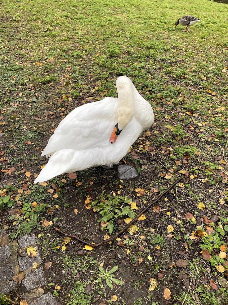 A close up of a Mute Swan photo