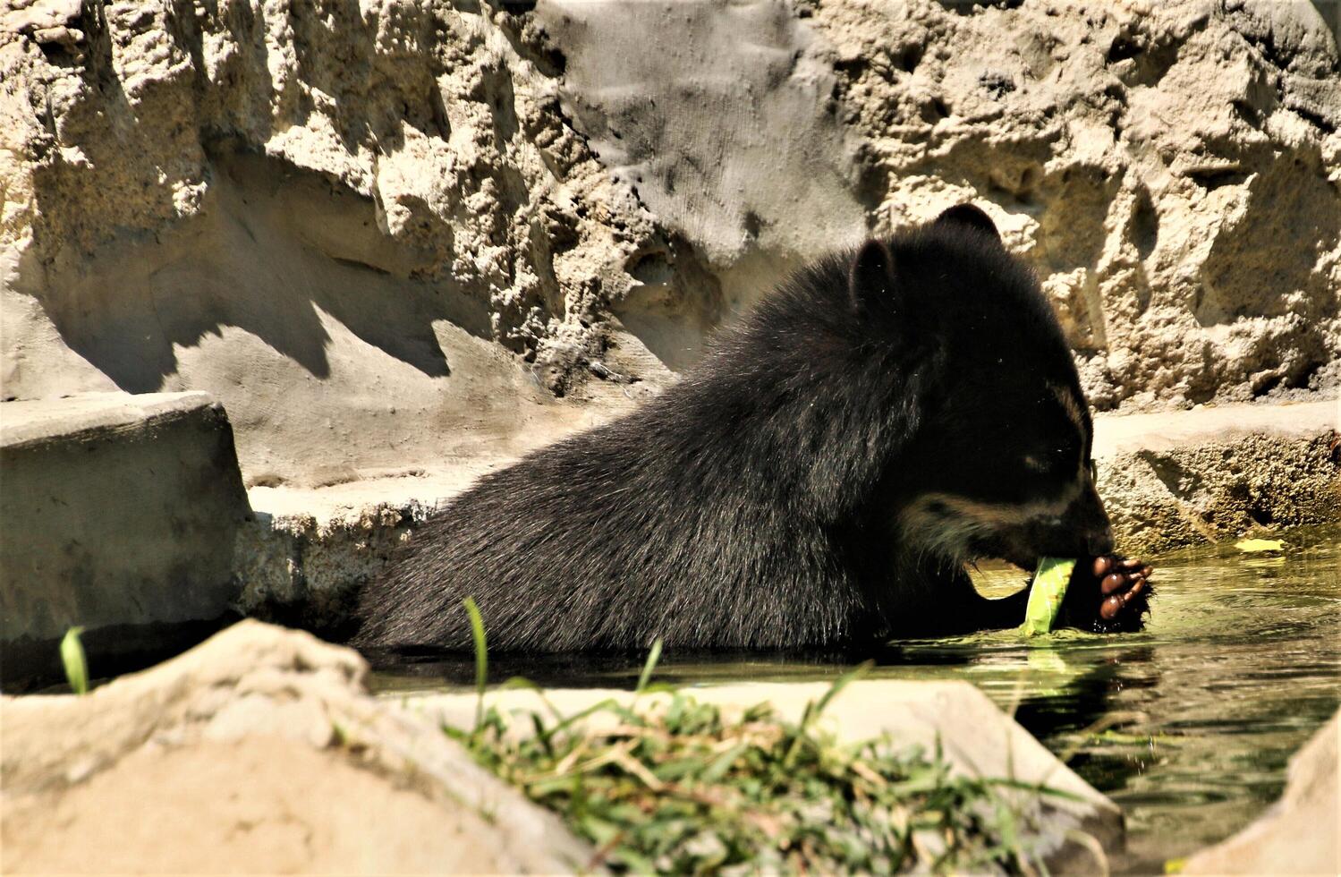 A close up of a Bear photo