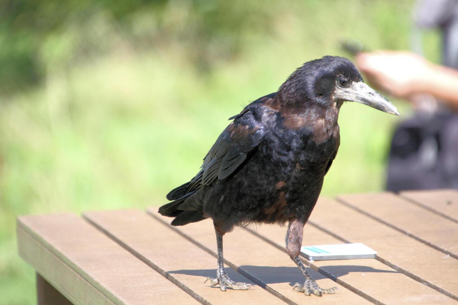 A view of a Rook photo