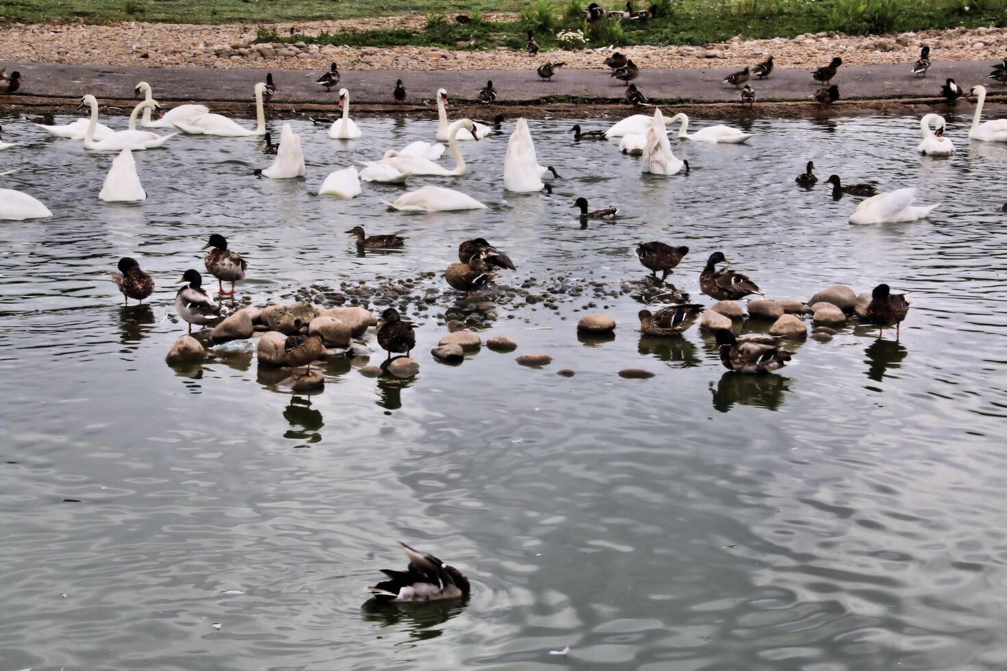 A close up of a Duck photo