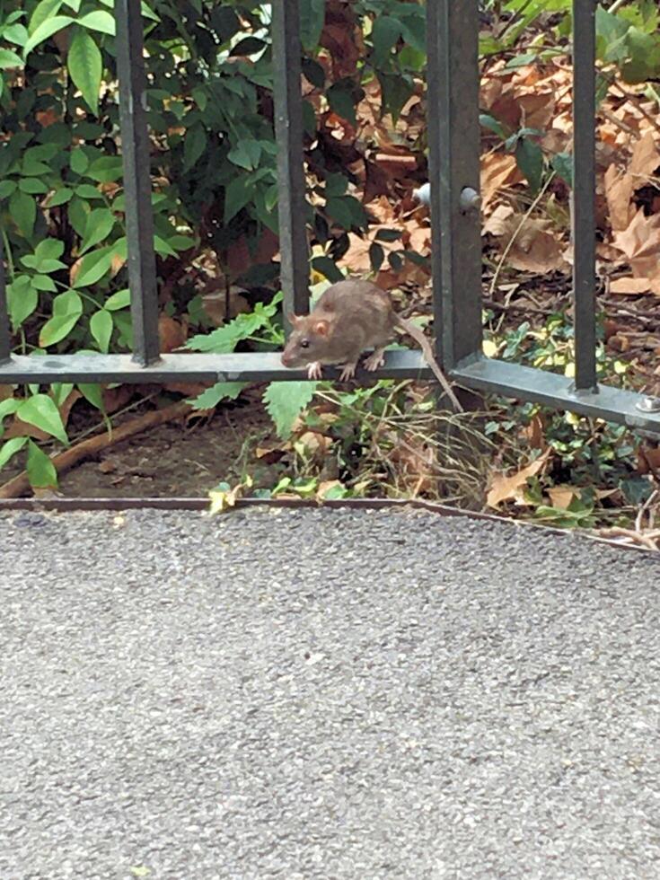 un cerca arriba de un campo ratón foto