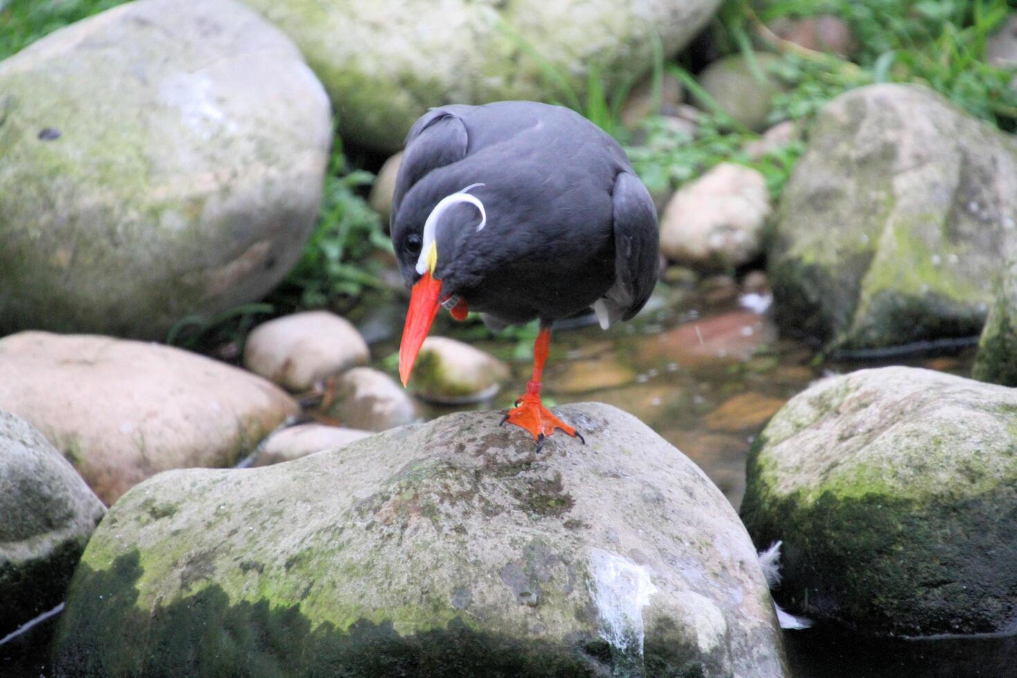 A close up of an Inca Tern photo