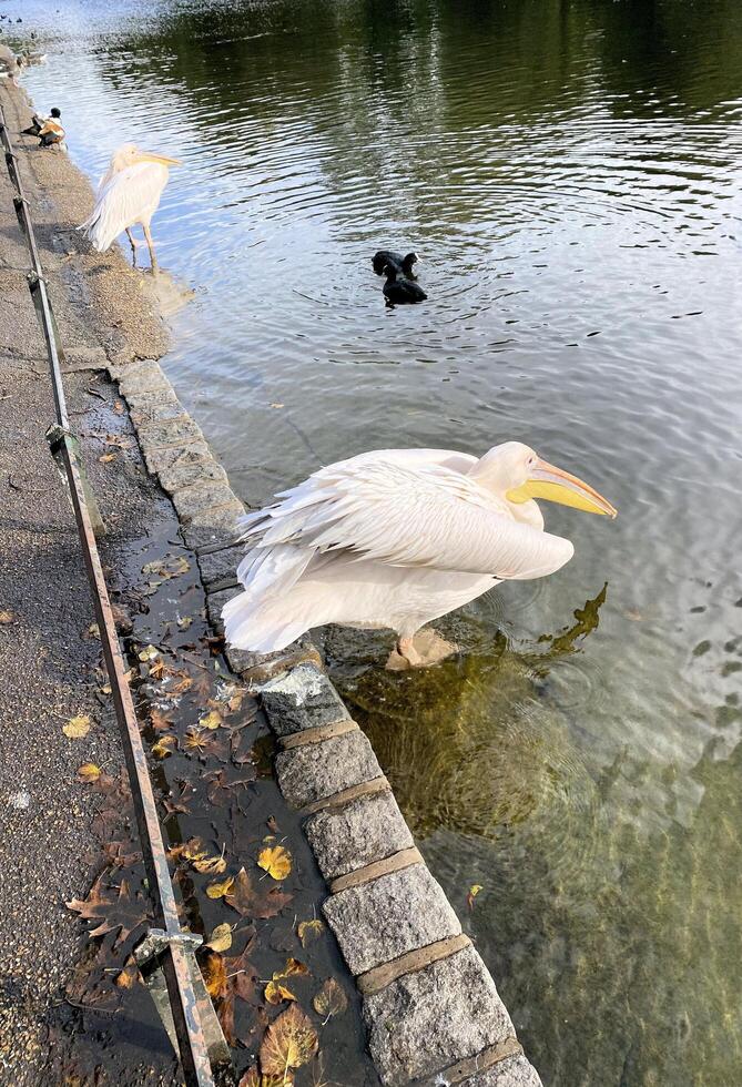 una vista de un pelícano en londres foto