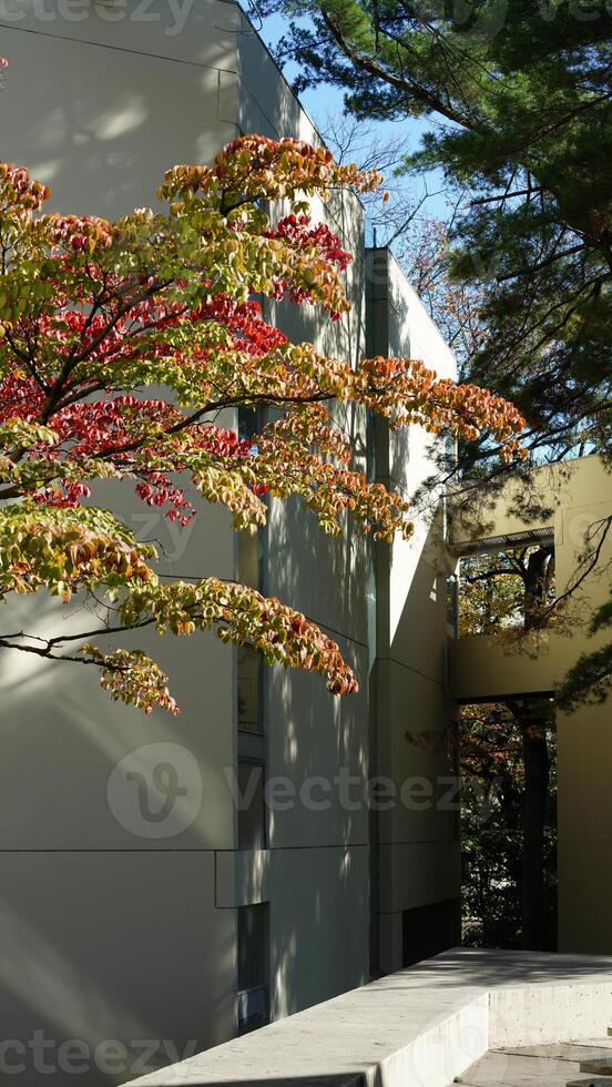 The university buildings view with warm sunlight on it  in the campus photo