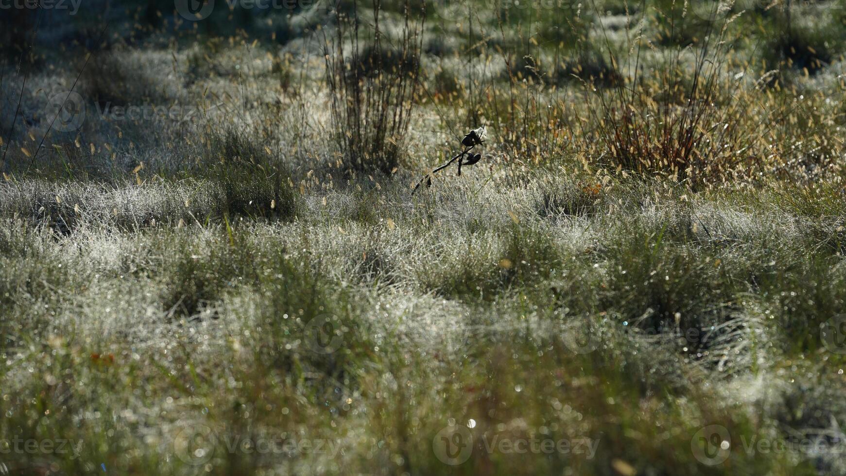 The meadow view covered by the frost in the winter morning photo