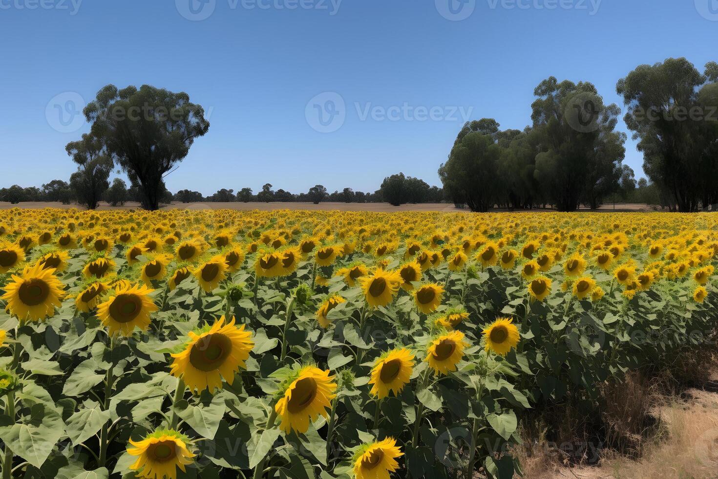 AI generated A field of sunflowers with a clear blue sky in the background, neural network generated image photo
