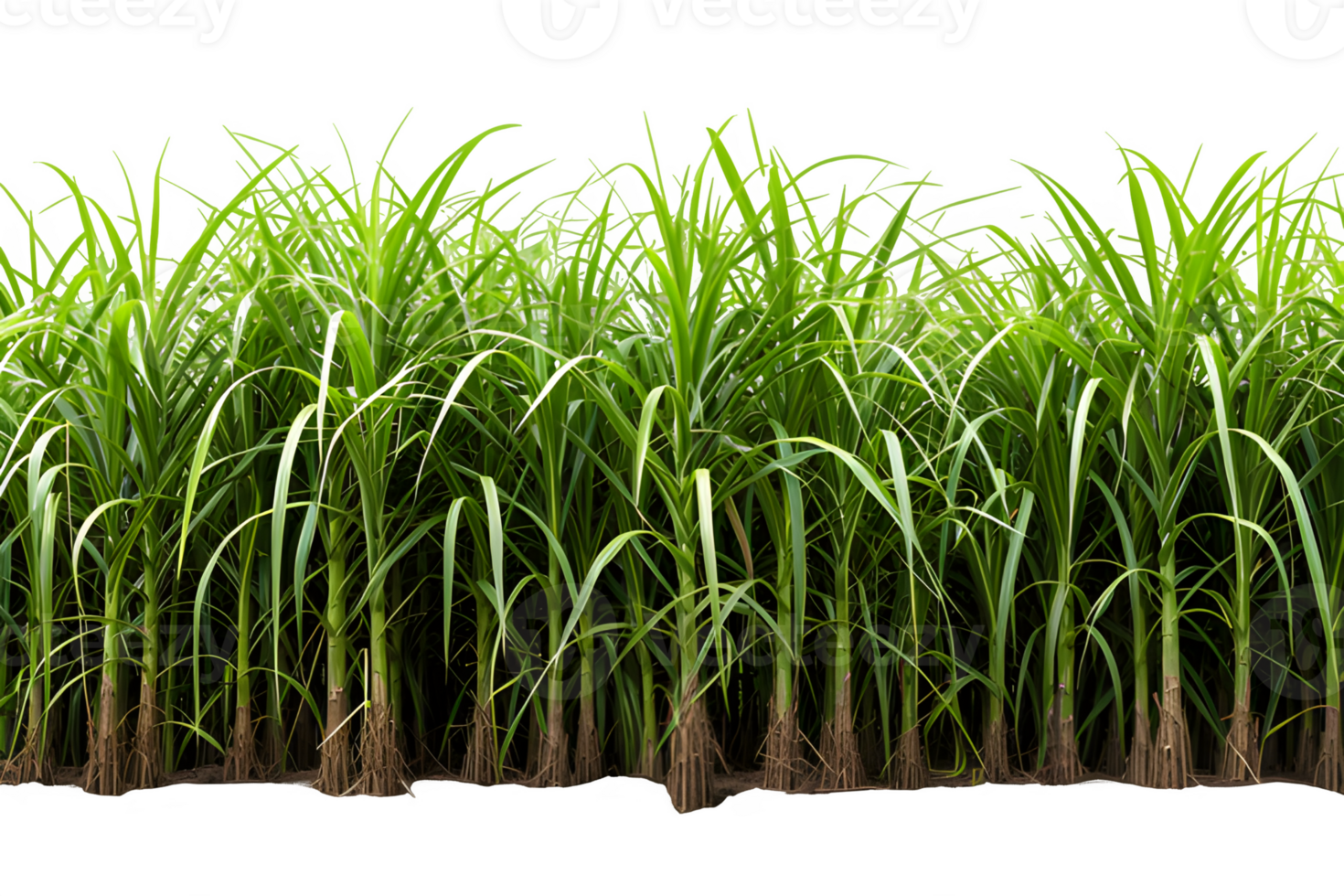 AI generated sugar cane plantation isolated on transparent background ,generative ai png
