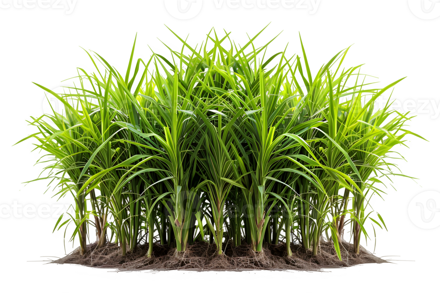 AI generated sugar cane plantation isolated on transparent background ,generative ai png