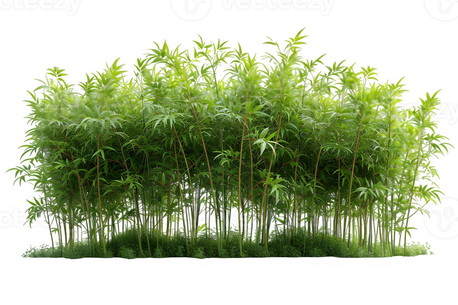 AI generated bamboo trees isolated on transparent background ,generative ai png