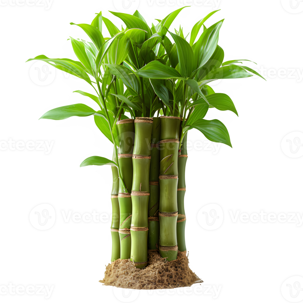 AI generated bamboo tree isolated on transparent background ,generative ai png