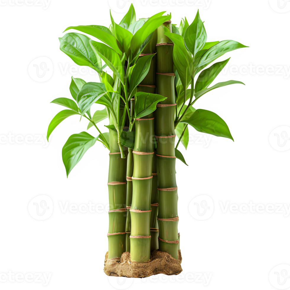 AI generated bamboo tree isolated on transparent background ,generative ai png