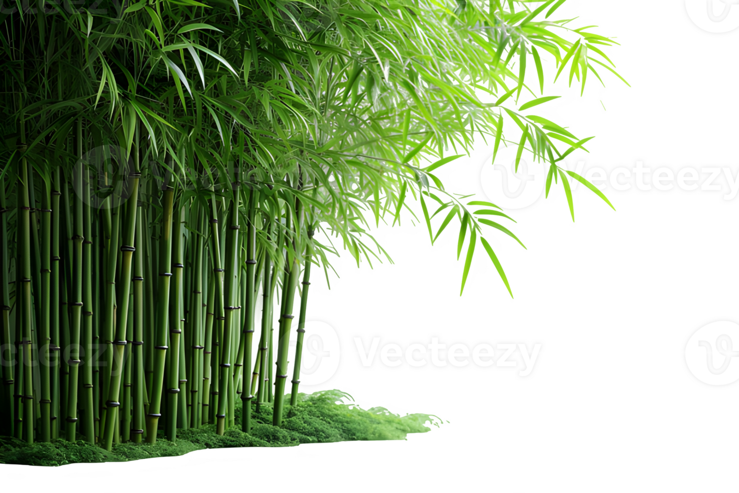 AI generated bamboo trees isolated on transparent background ,generative ai png