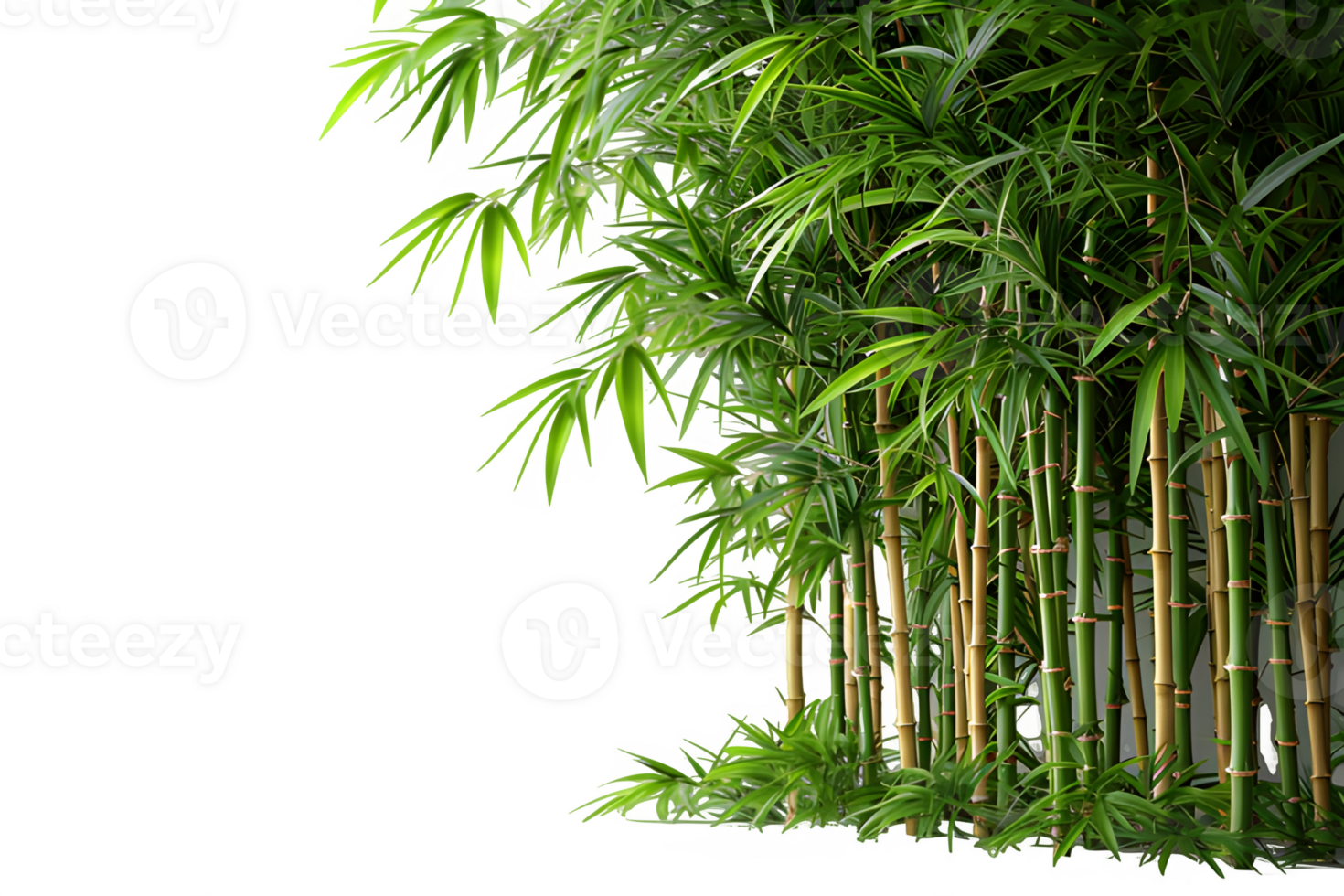 AI generated bamboo trees isolated on transparent background ,generative ai png