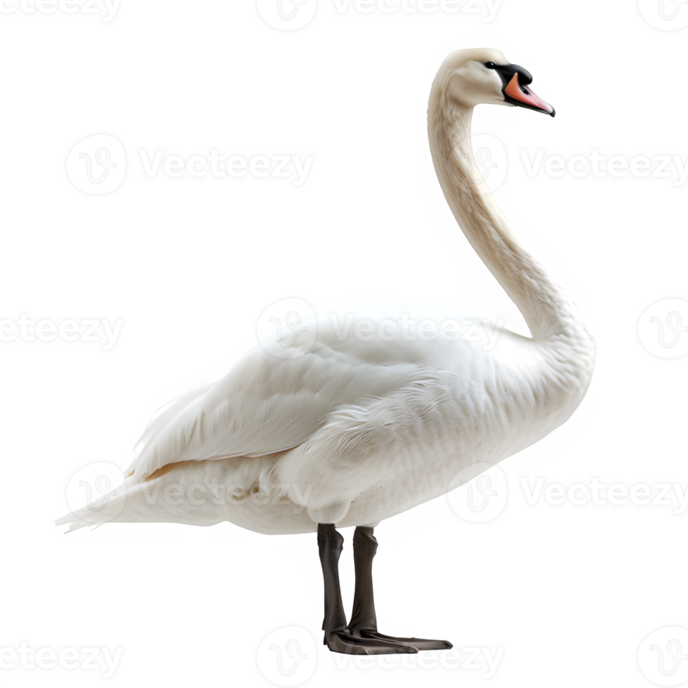 AI generated white swan isolated on transparent background ,swan side view ,generative ai png