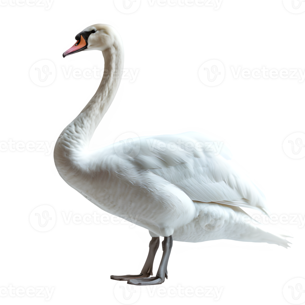AI generated white swan isolated on transparent background ,swan side view ,generative ai png