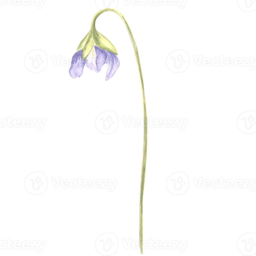 Watercolor flower of wild violet. Isolated hand drawn illustration spring blossom field pansy Viola. Botanical drawing template for card, print on packaging, tableware, textile and sticker, embroidery png