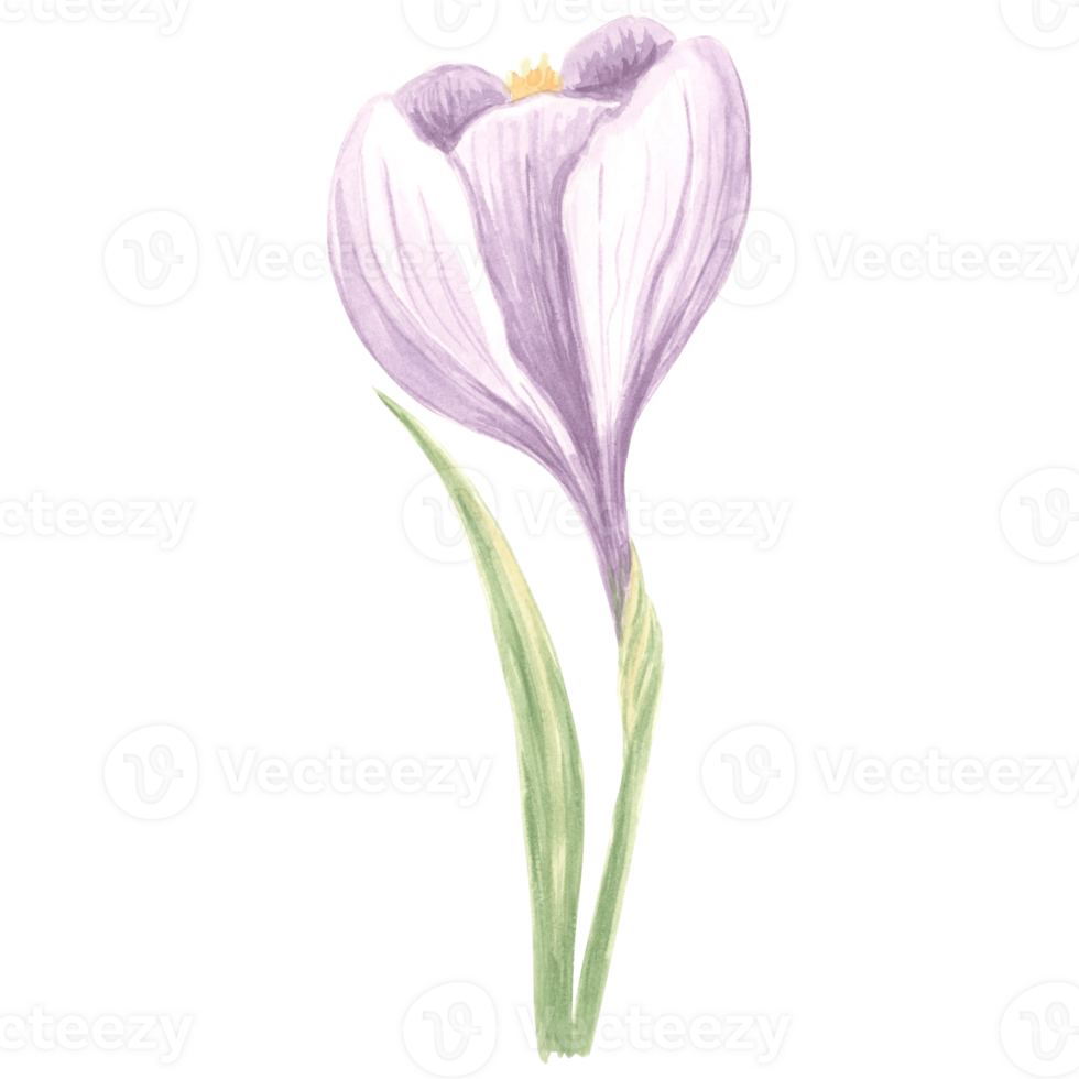 Watercolor violet crocus flower. Isolated hand drawn illustration spring blossom saffron. Floral botanical drawing template for card, print on packaging and tableware, textile and sticker, embroidery. png
