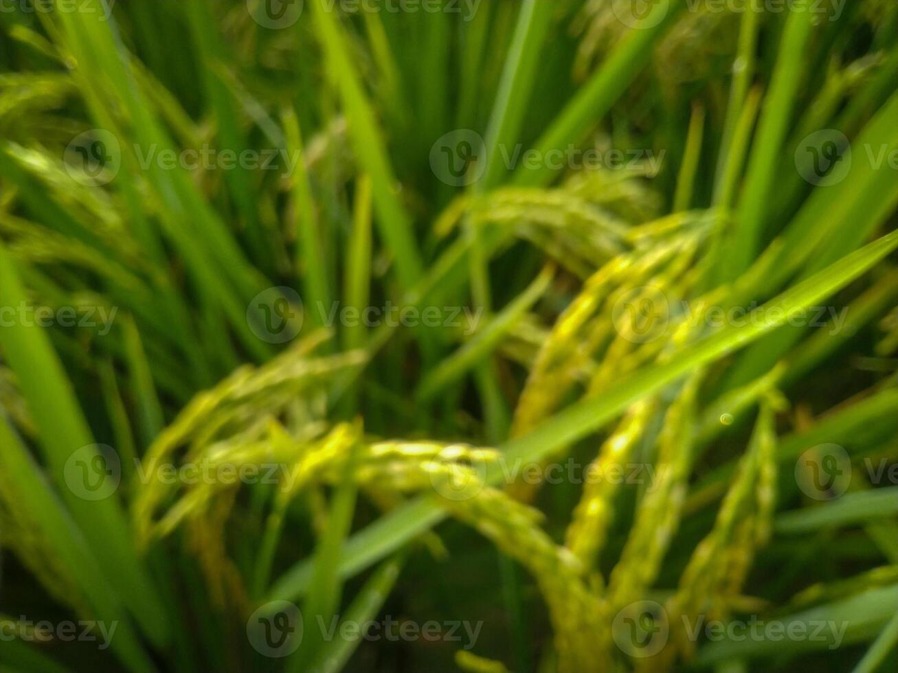 A blurry paddy on the morning for background purpose photo