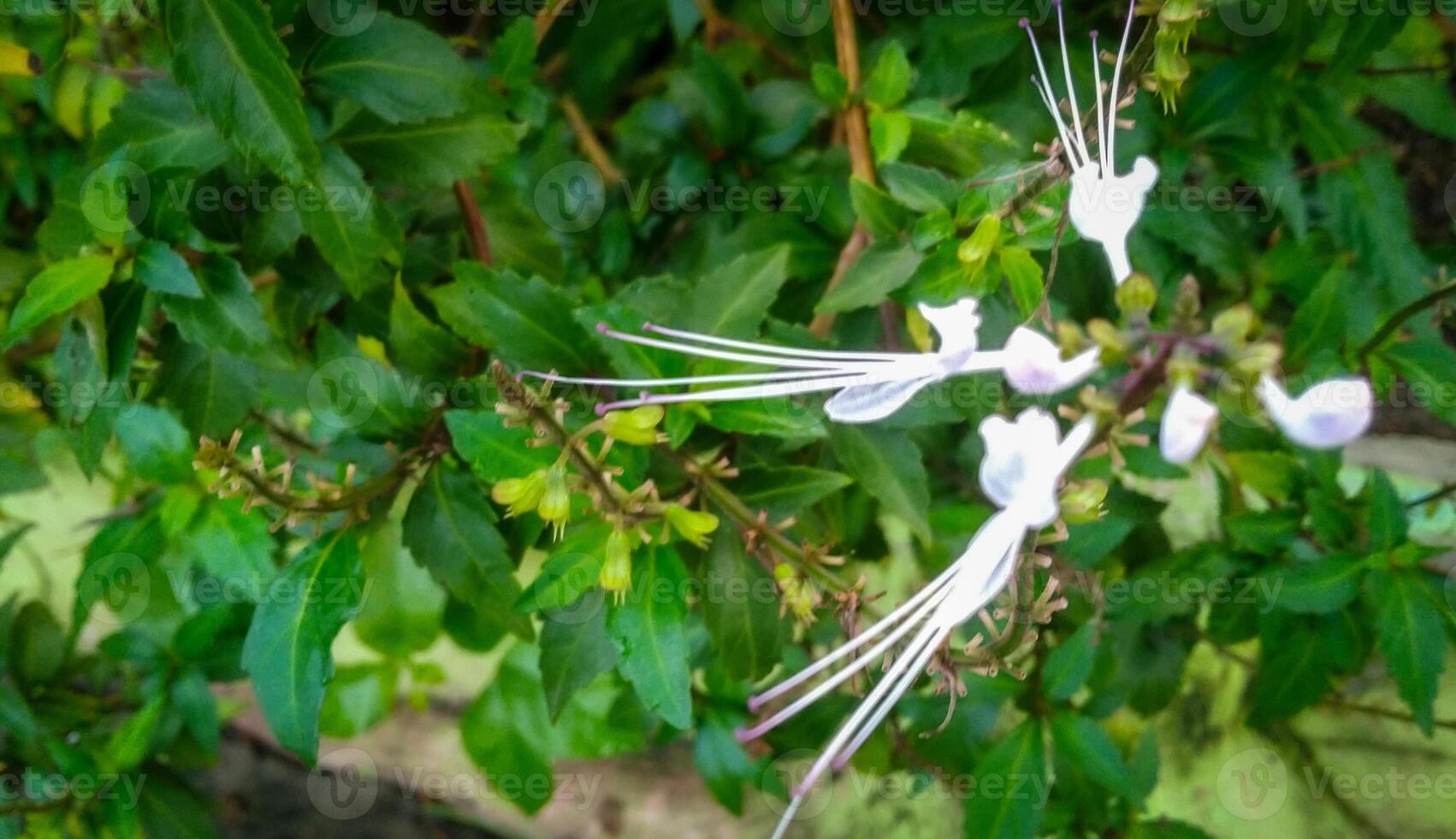 ortosifón aristato de gato bigotes son un ornamental planta foto