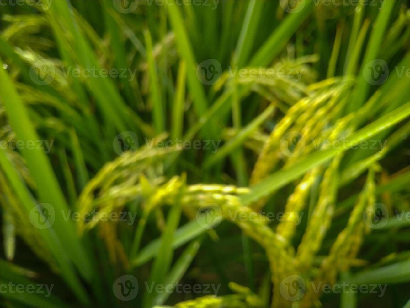 A blurry paddy on the morning for background purpose photo