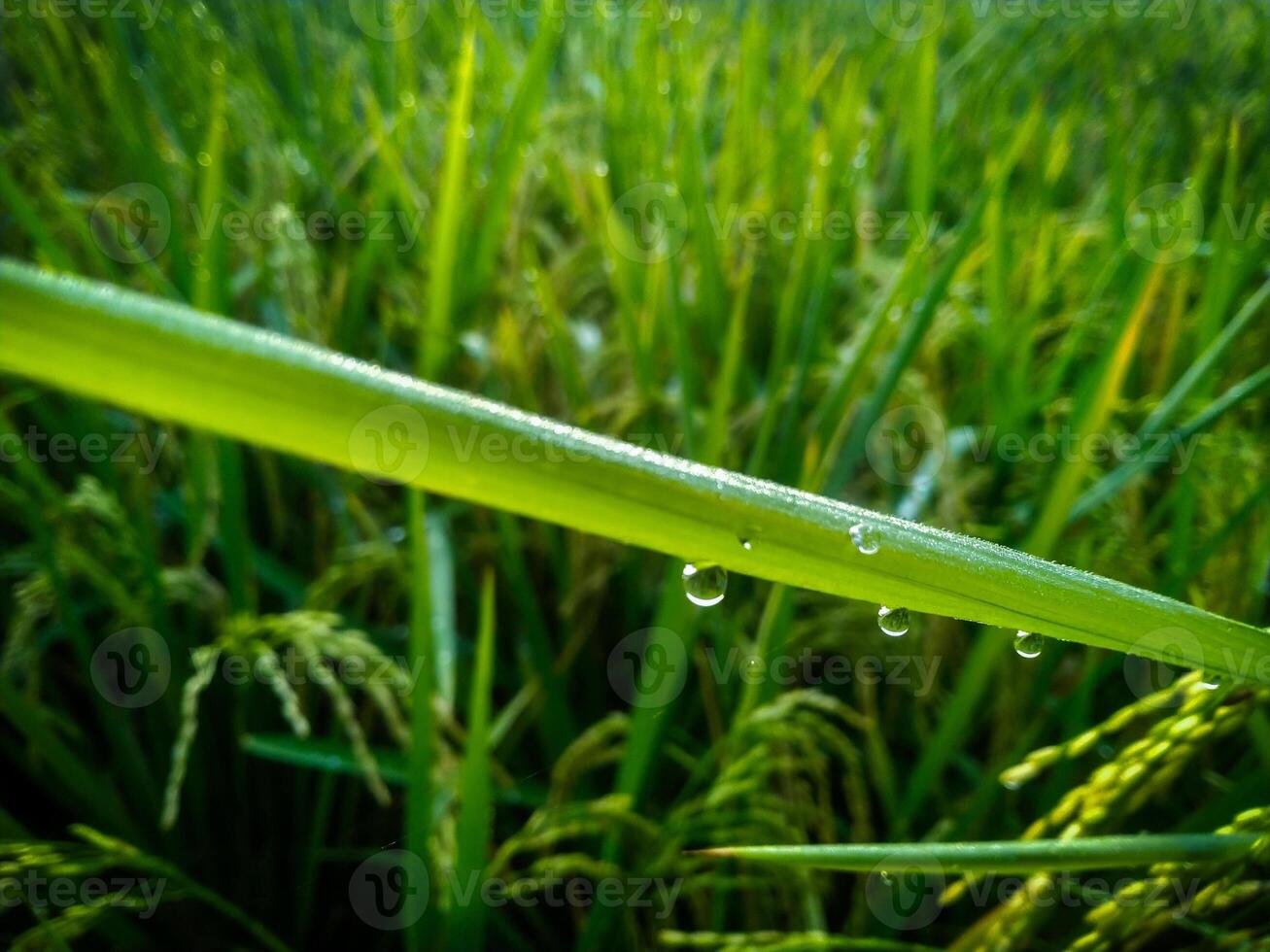 Dew Drops on paddy with Blur Background. Closeup Of Dew Drops. photo