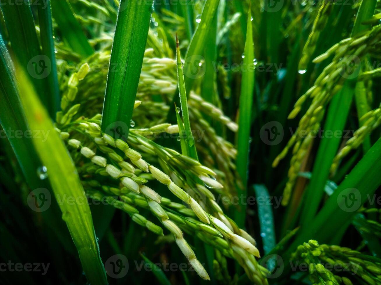 un de cerca arrozal en el Mañana. arroz campo después lluvia foto