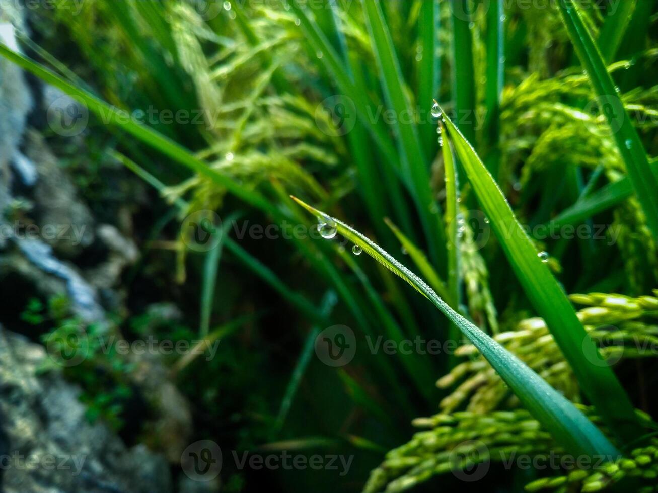 Rocío gotas en arrozal con difuminar antecedentes. de cerca de Rocío gotas. foto