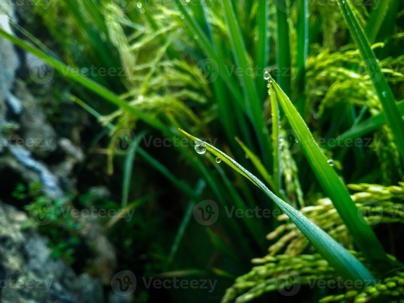 Rocío gotas en arrozal con difuminar antecedentes. de cerca de Rocío gotas. foto