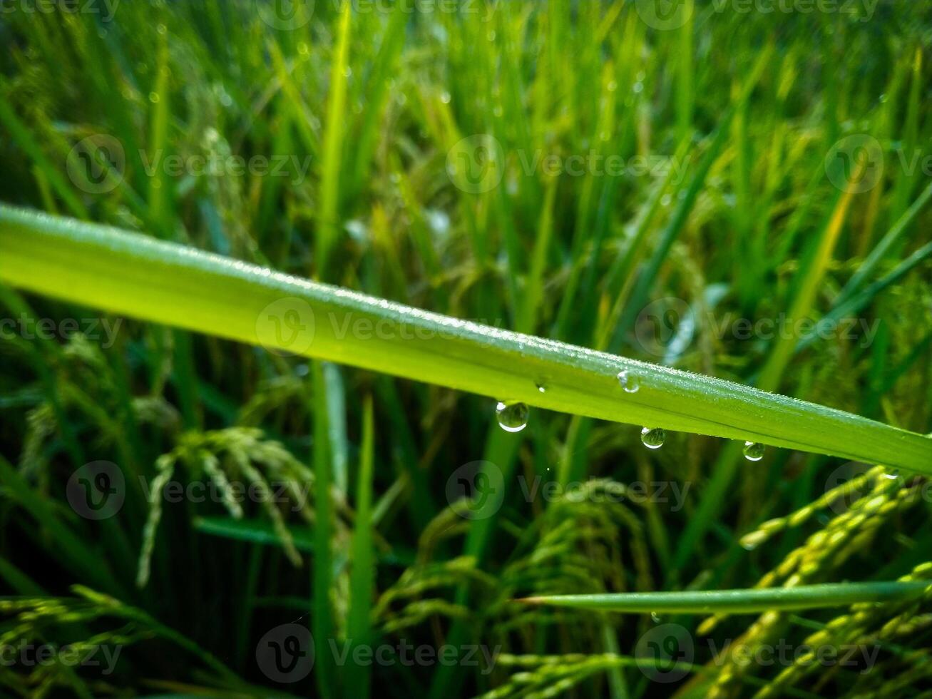 Dew Drops on paddy with Blur Background. Closeup Of Dew Drops. photo