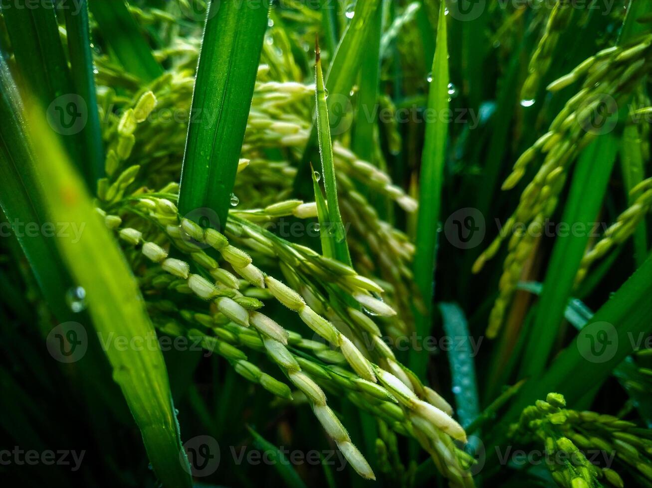 un de cerca arrozal en el Mañana. arroz campo después lluvia foto