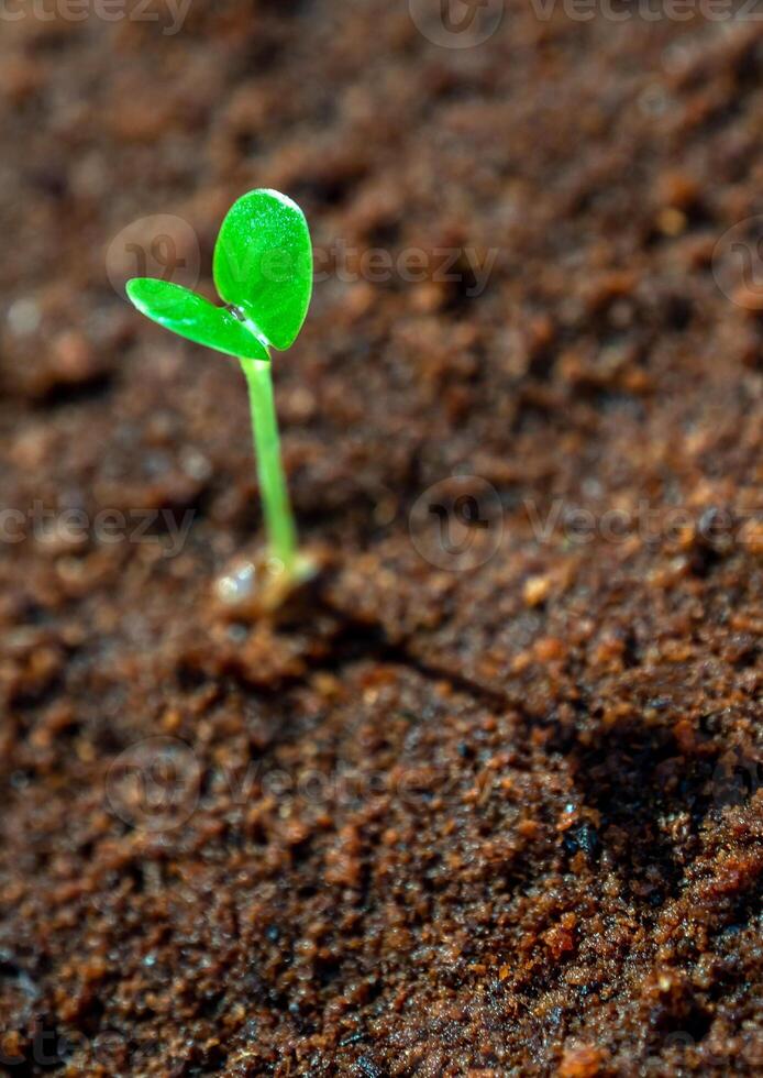 joven plántulas crecimiento en húmedo suelo foto