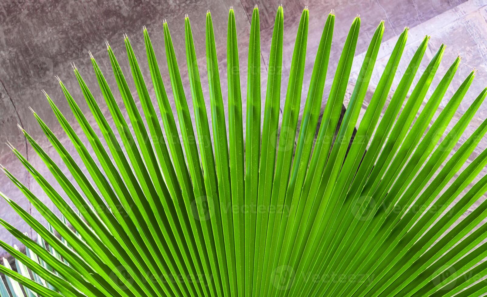 Palm leaf under the high-rise concrete bridge photo