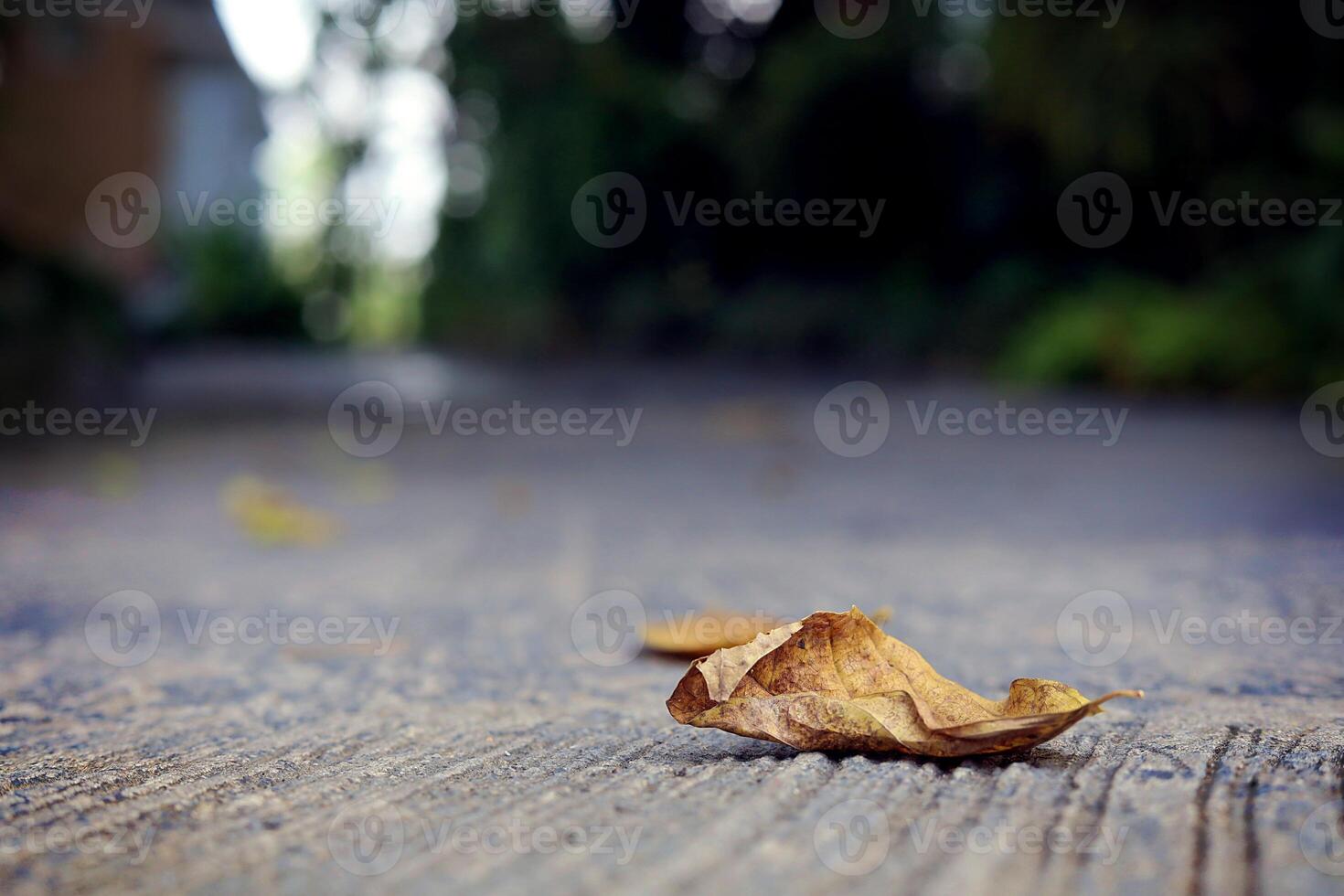 Dry leaf on the road amidst blurred building and green trees photo