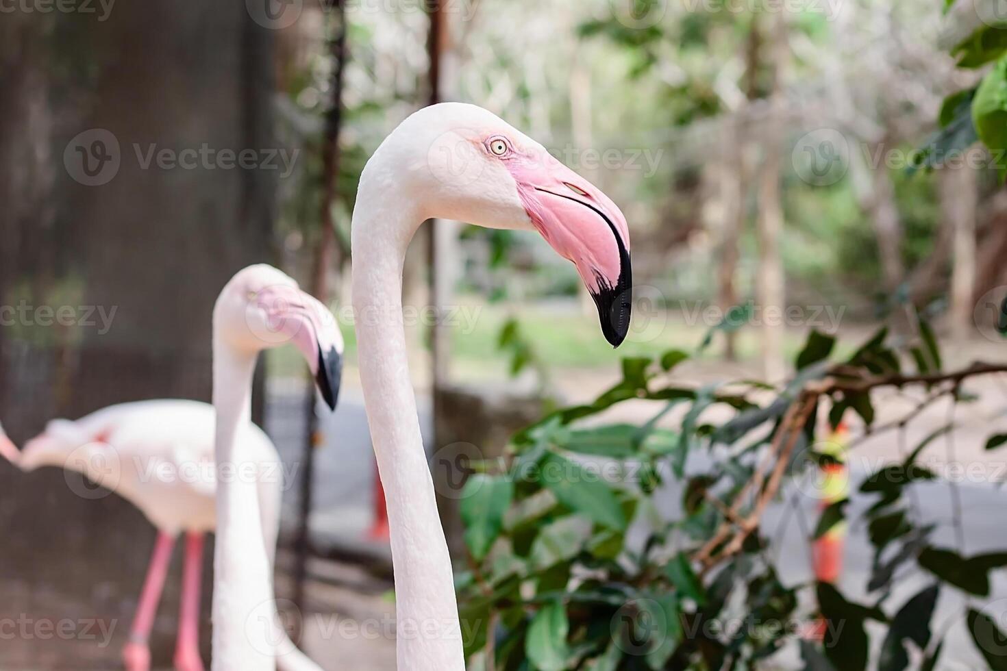 Head of Flamingo photo