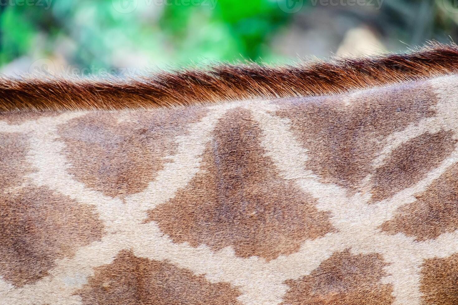 Skin of Giraffe with the spotting pattern photo