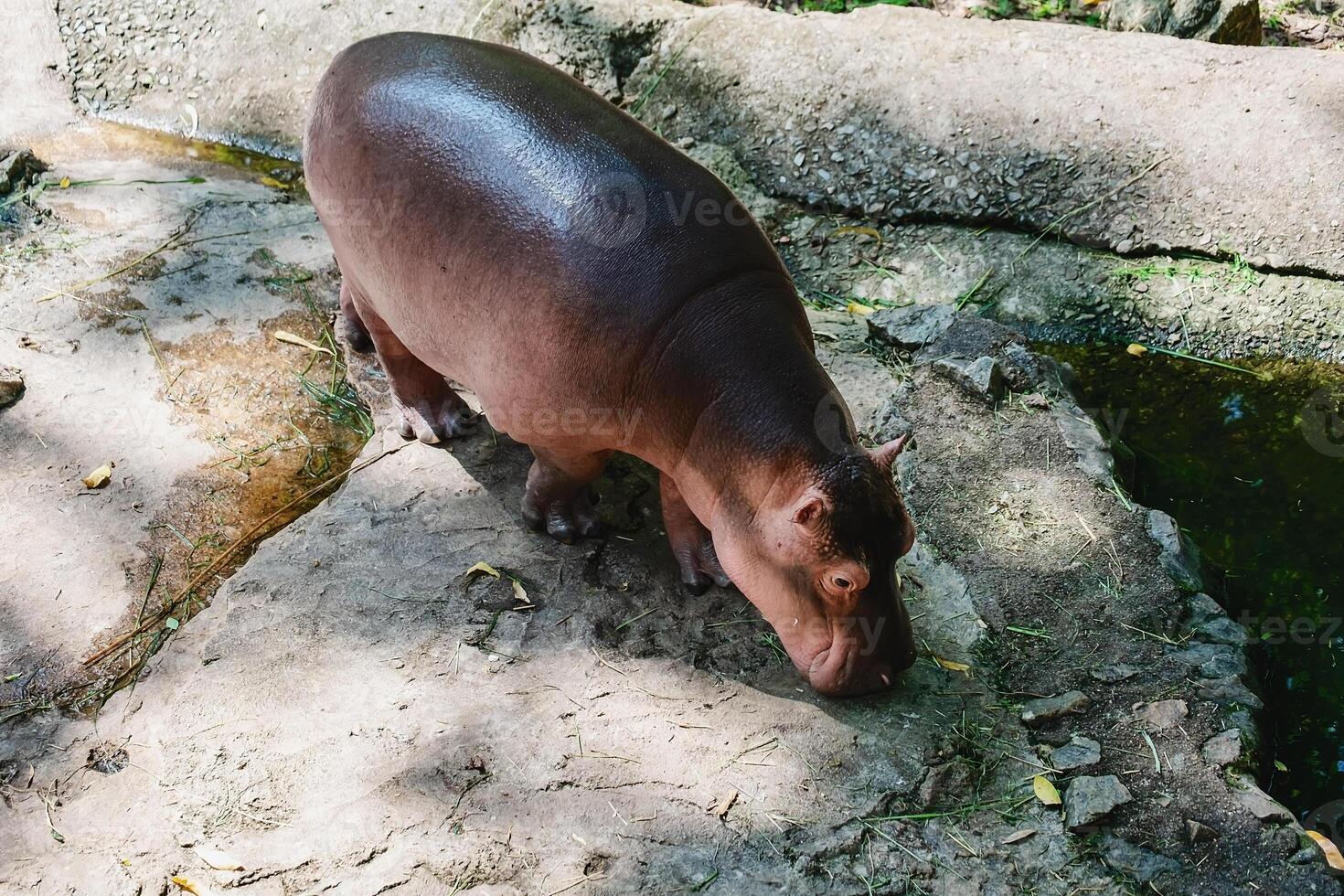 hipopótamo caminando en el rocas cerca el río foto