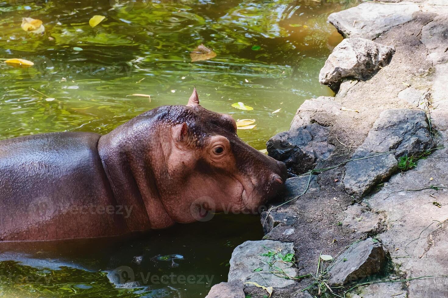 Hippopotamus walking on the rocks near the river photo