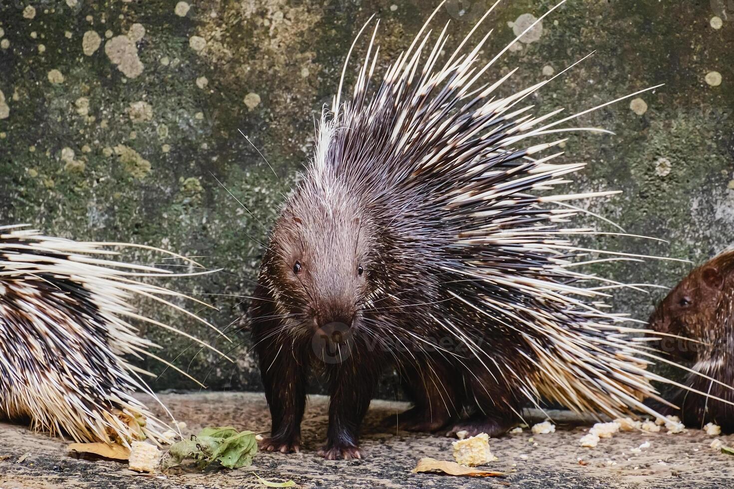 Malayan Porcupine for animals and wildlife concept photo