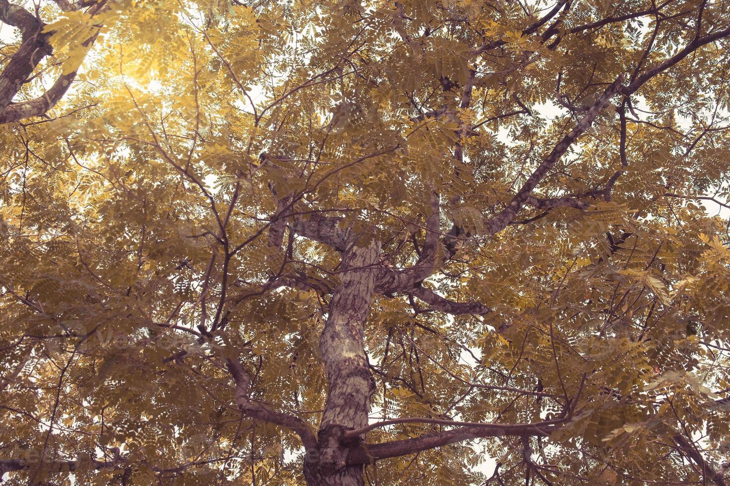 Natural green forest tree branches with sun light photo