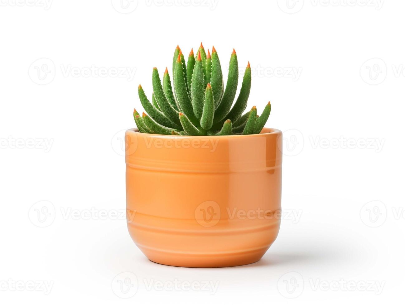 Minimal cactus in a small plant in pot succulents isolated on white background. photo