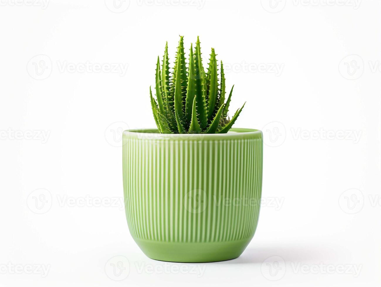 AI generated Minimal cactus in a small plant in pot succulents isolated on white background. photo