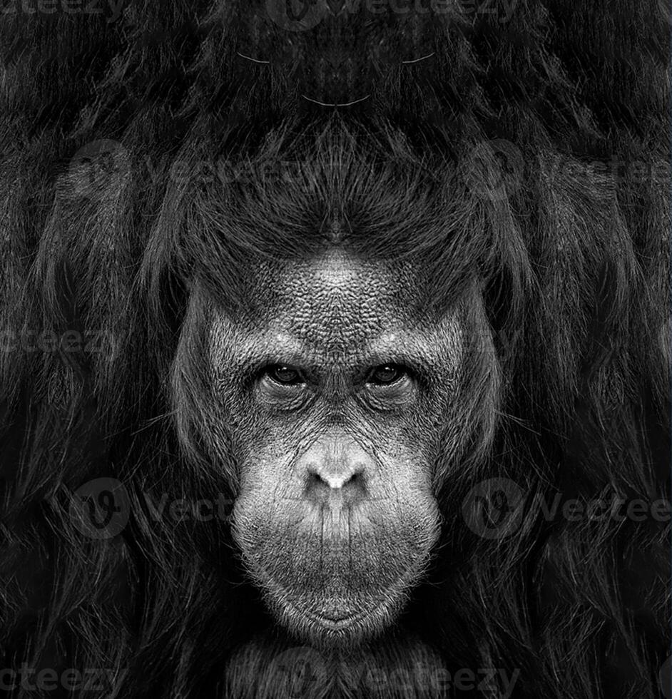 A beautiful black and white portrait of a monkey at close range that looks at the camera photo