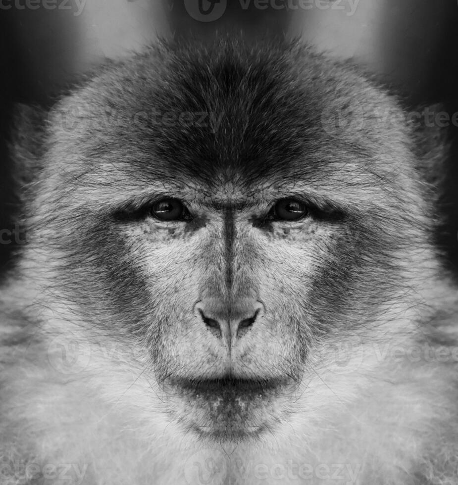 A beautiful black and white portrait of a monkey at close range that looks at the camera. Macaca, barbary, magot. photo