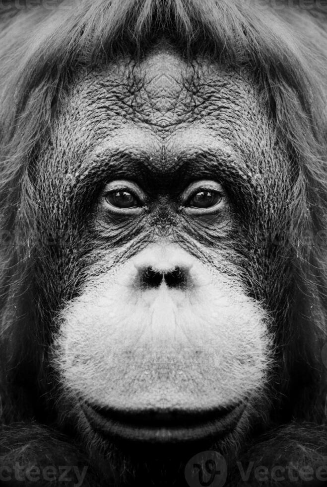 A beautiful black and white portrait of a monkey at close range that looks at the camera photo